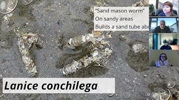 Intertidal species ID training Session 2: Animals: Community-led Marine Biodiversity Monitoring