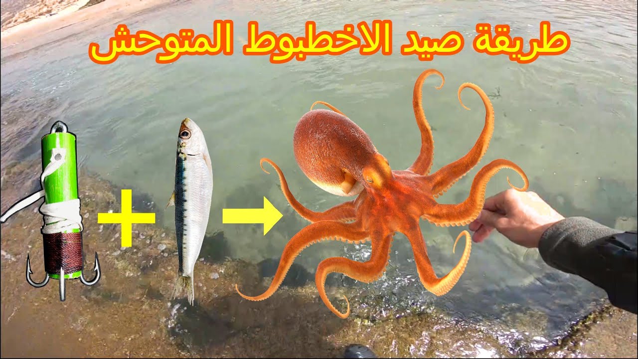 طريقة صناعة صنارة خاصة لصيد الأخطبوط بسهولة