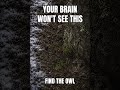 Your Brain Won’t See This Owl | 95% Fail