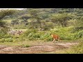 Wildebeests, Zebras and Lions at Lake Ndutu - Tanzania 2021