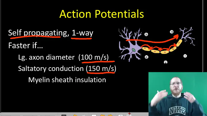 AP Bio: The Nervous System - Part 2