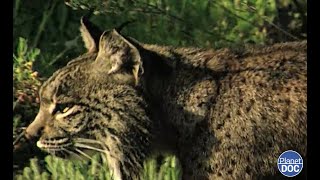 The most endangered feline on the planet: the Iberian lynx and its life in the Doñana National Park