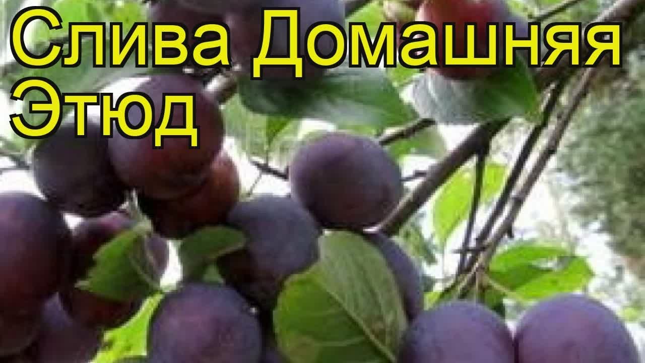 Слива Этюд Описание Сорта Фото