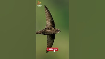 Call of Common Swift Birds #shorts #swift #birdsounds #nature #viral #birds #commonswift