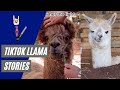 Alpaca Shearing Stories from TikTok Compilation