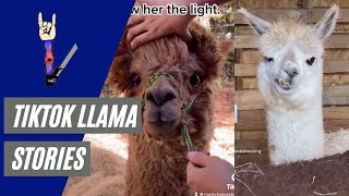 Alpaca Shearing Stories from TikTok Compilation