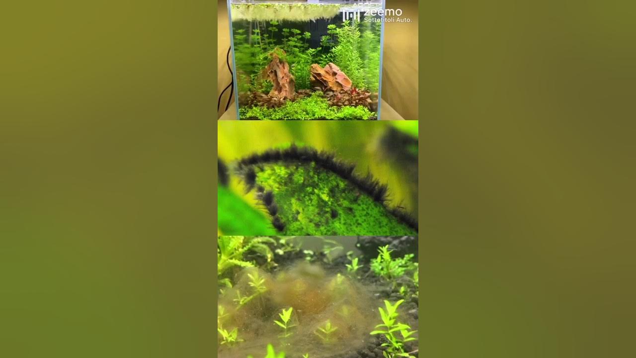 how to prevent algae growth in your aquarium 🚫🌿🦠 algae aquarium fish