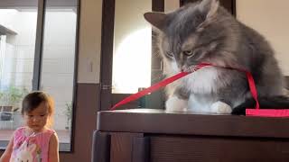 娘と似た行動をする猫　ノルウェージャンフォレストキャット　It resembles my daughter. Norwegian Forest Cat.