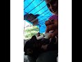 46 pampering my little puppies