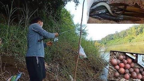 Nước dâng cao đi cắm câu cá chạch là hợp lý | @vinhhuynh1580