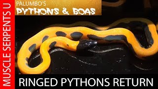 Celebrity RINGED PYTHONS RETURN at Tampa Repticon- Part 1 Net Worth