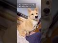 #オシッコしよう#外でしか出来ない#昔は出来た#保護犬と暮らす