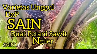 Superior Varieties Dxp Sain1 Sain2 Sain3 And Sain4 Superior Seeds From Air Hitam