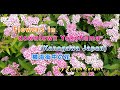 野菜を食べよう (sanpo) Flowers in downtown Yokohama (Yokohama Japan)