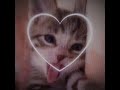 subscribe if you love cats #nintendo