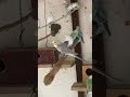 #yourcat #viral #birds #video #pets #aves #youtubeshorts #parrot #videos #shortsvideo #viralvideo