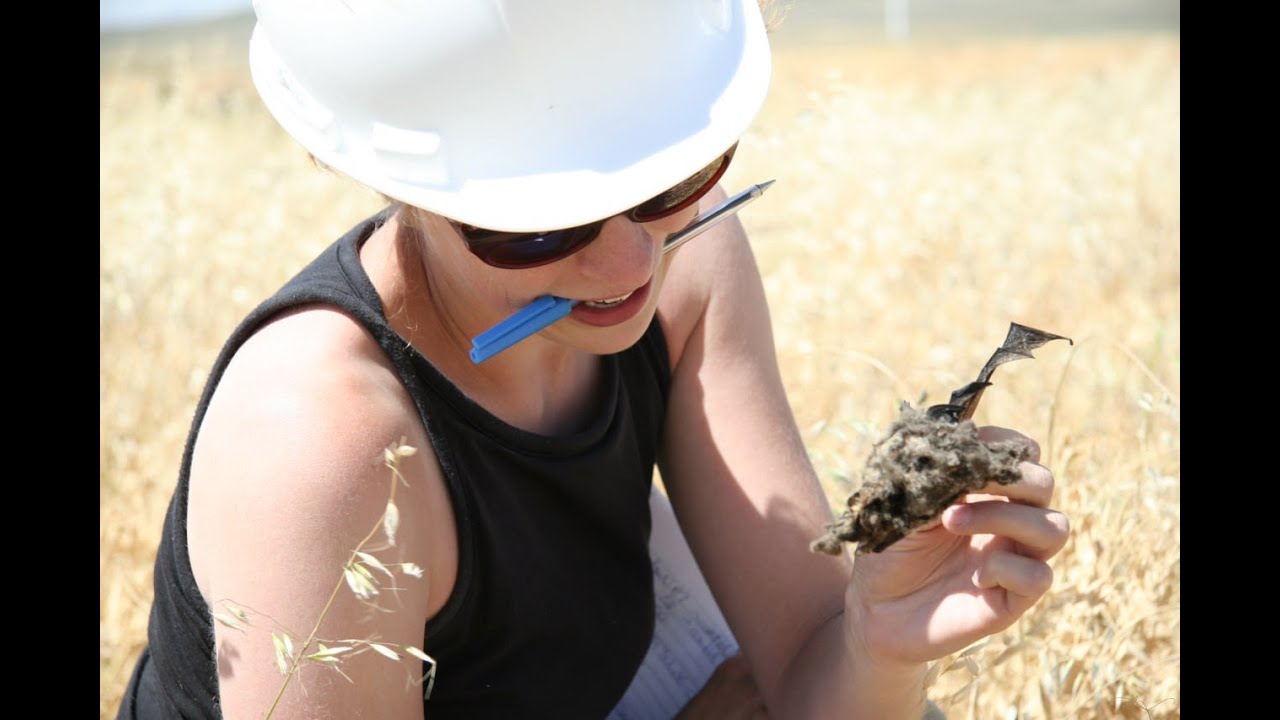 Bats and Wind Energy - "My Field for Dummies" Webinar Series