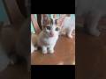 The Kitten doesn’t want my video to go viral 😥 #cat #kitten #cute #funny #vet #animals #viral