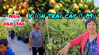 Hái táo tàu chín trĩu cành ở Mỹ. Thăm vườn trái cây rộng nữa mẫu ở Cali