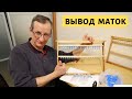 Шприцевая технология вывода маток | Это очень просто!