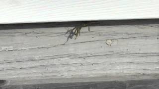 Praying Mantis vs. Yellow Jackets