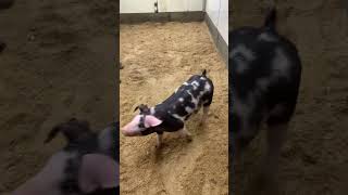 29-5 spot gilt