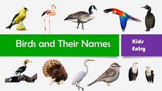 names birds english