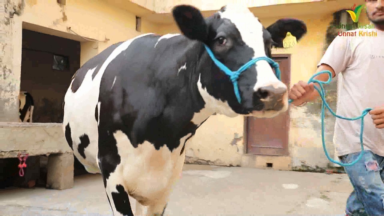 ओबेराय डेरी की 40 प्लस दूध वाली गाई महाराष्ट्र के लिए | Oberoi Dairy Farm | Tajpur Road | Ludhiana