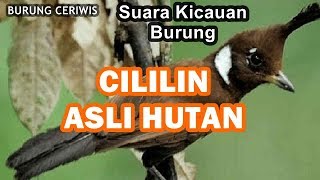 SUARA KICAUAN BURUNG CILILIN ASLI HUTAN COCOK BUAT MASTERAN