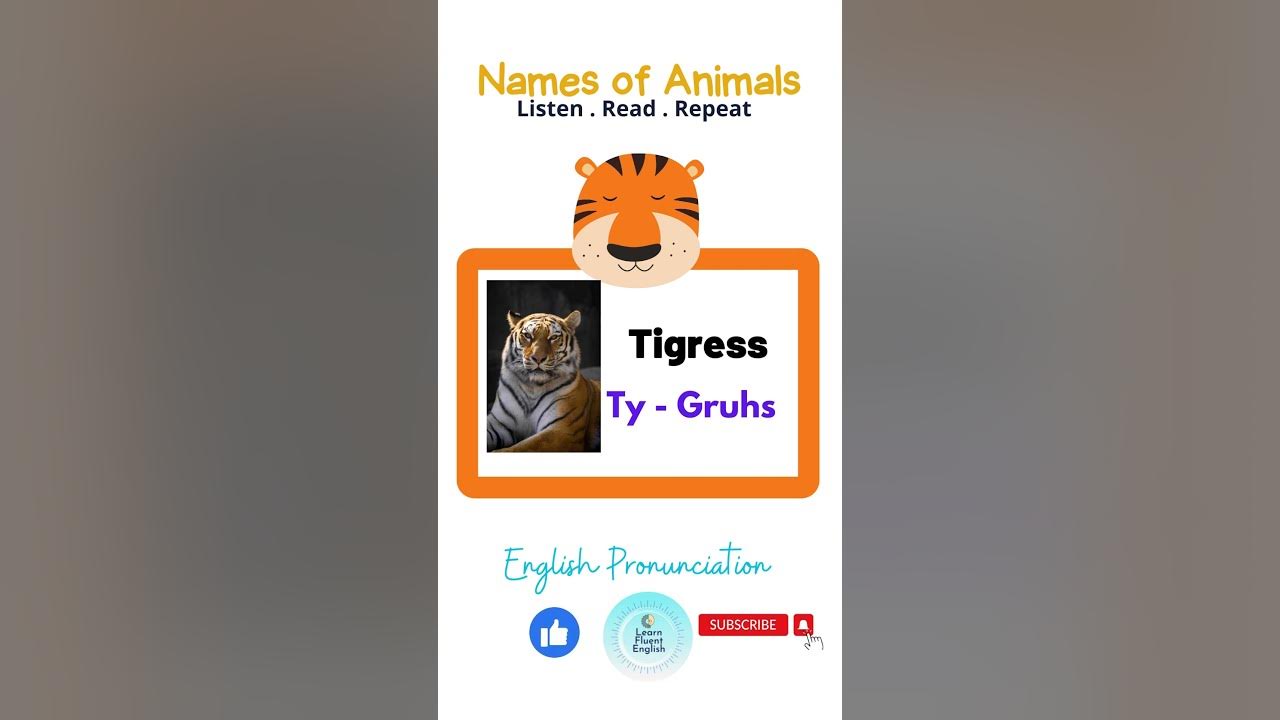 How to Pronounce Tigress (Correctly)#shorts #englishshorts #