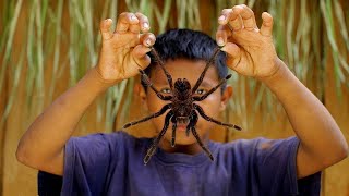 10 САМЫХ БОЛЬШИХ пауков в мире. Не каждый сможет взять их на руки!