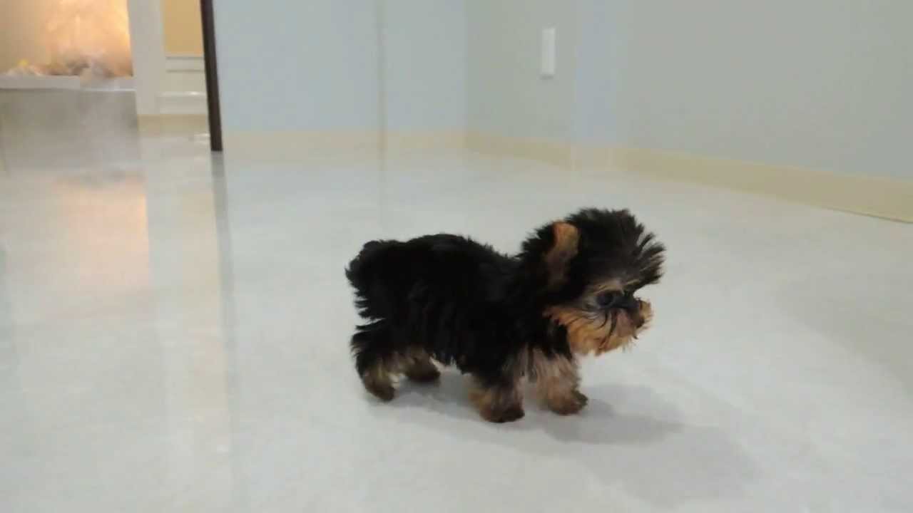 300ｇ ヨークシャ テリア Yorkshire Terrier Youtube