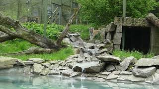 Tiger cub at Nordens Ark exploring water for the first time