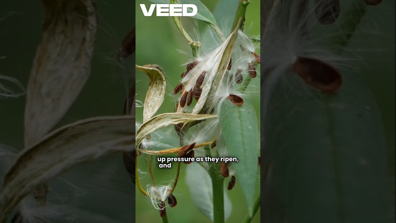 “This Fruit Can Explode By Itself!”