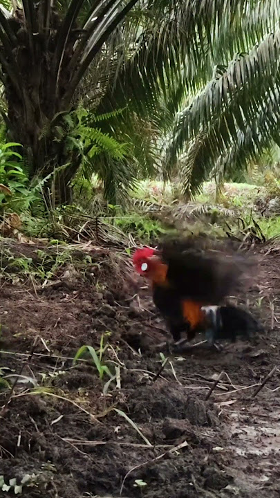 Paling Panjang Kepakan Pikat Ayam Hutan ku