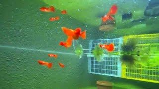 Guppy Farm 2 Update | Part 9