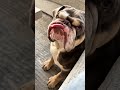 Bulldog Life 🐕💤