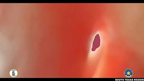 DPS K-9, Border Mounted Patrol Track Down Six Illegal Immigrants in Maverick County