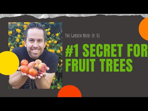 वीडियो: क्या एरिजोना में सिसू के पेड़ उगते हैं?