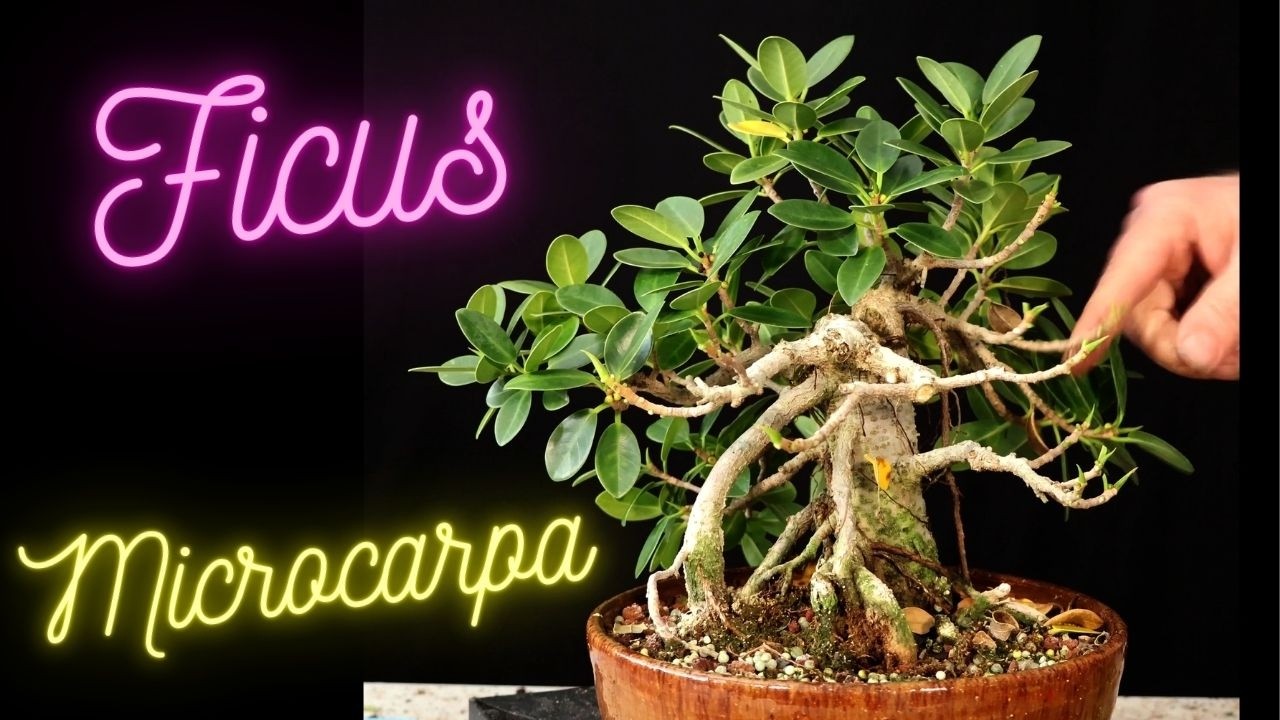Черенок фикуса микрокарпа, 8 лет. Дерево бонсай из фикуса.