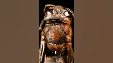 burning bumblebee｜macro photography｜ASMR    #asmr #microcosm