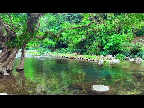Gentle Stream Flow And Birds Singing White Noise Forest Sounds Nature Sounds For Deep Relaxation  Gentle Stream Flow And Birds Singing White Noise Forest Sounds Nature Sounds For Deep Relaxation