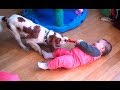 Baby and Dog Tug of War -  Funny Babies and Dogs playing together