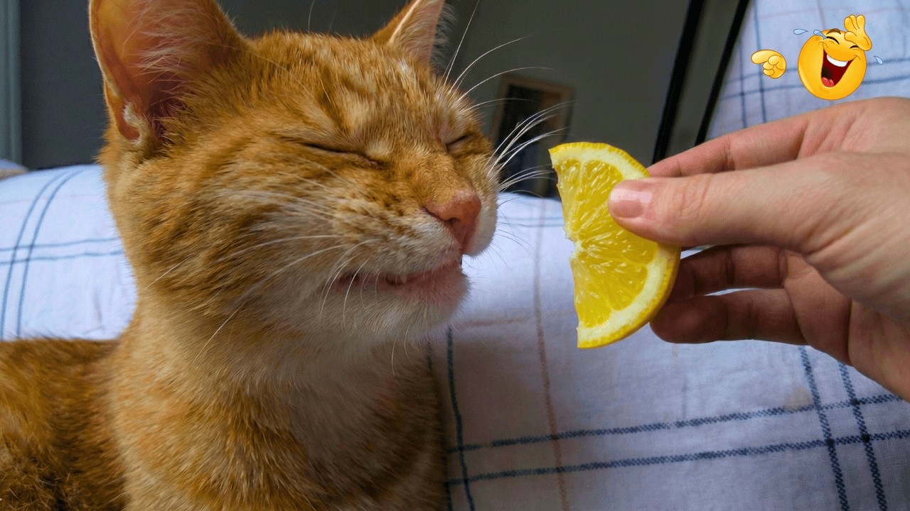 TRY NOT TO LAUGH🤣When Cats Being Pure Chaos Ever😂 Funniest Cats Moments