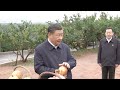 Chinese President Xi Jinping visits city known for pomegranate cultivation in Shandong Province