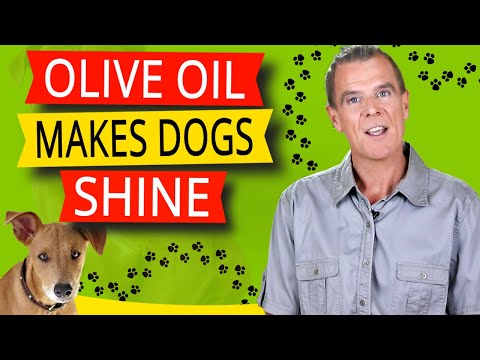 Olive Oil For Dogs (5 Healthy Reasons Dogs LOVE Olive Oil)