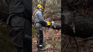 Winching away a downed tree #recoverygear #overlanding