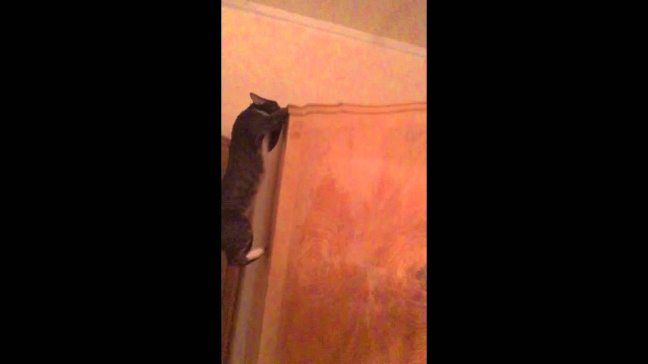 Acrobat Cat Spiderman Jump1 Cat Jumps 8 feet YouTube