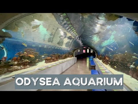 Videó: Odysea Aquarium Scottsdale: tippek, jegyek, hely