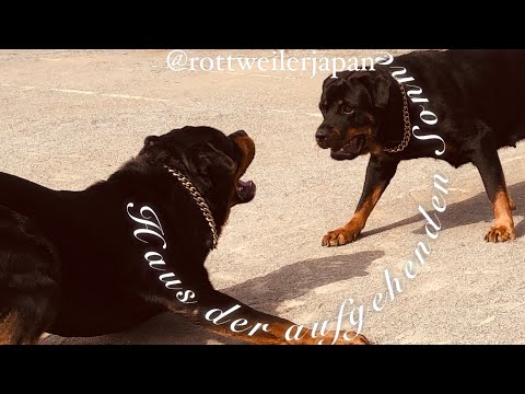 Basic Rottweiler Obedience Commands ロットワイラートレーニング